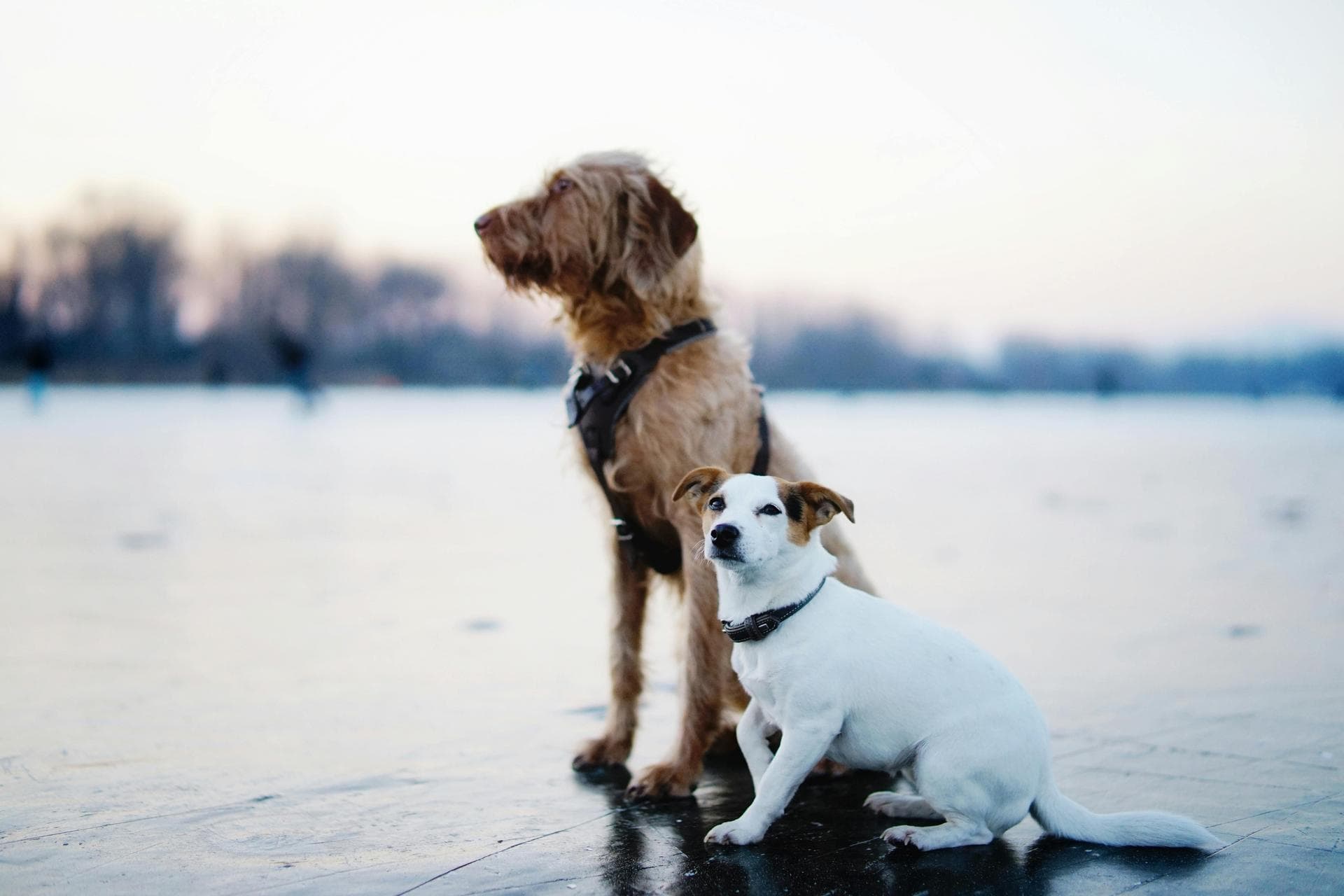 Emergency vets in Hemel Hempstead