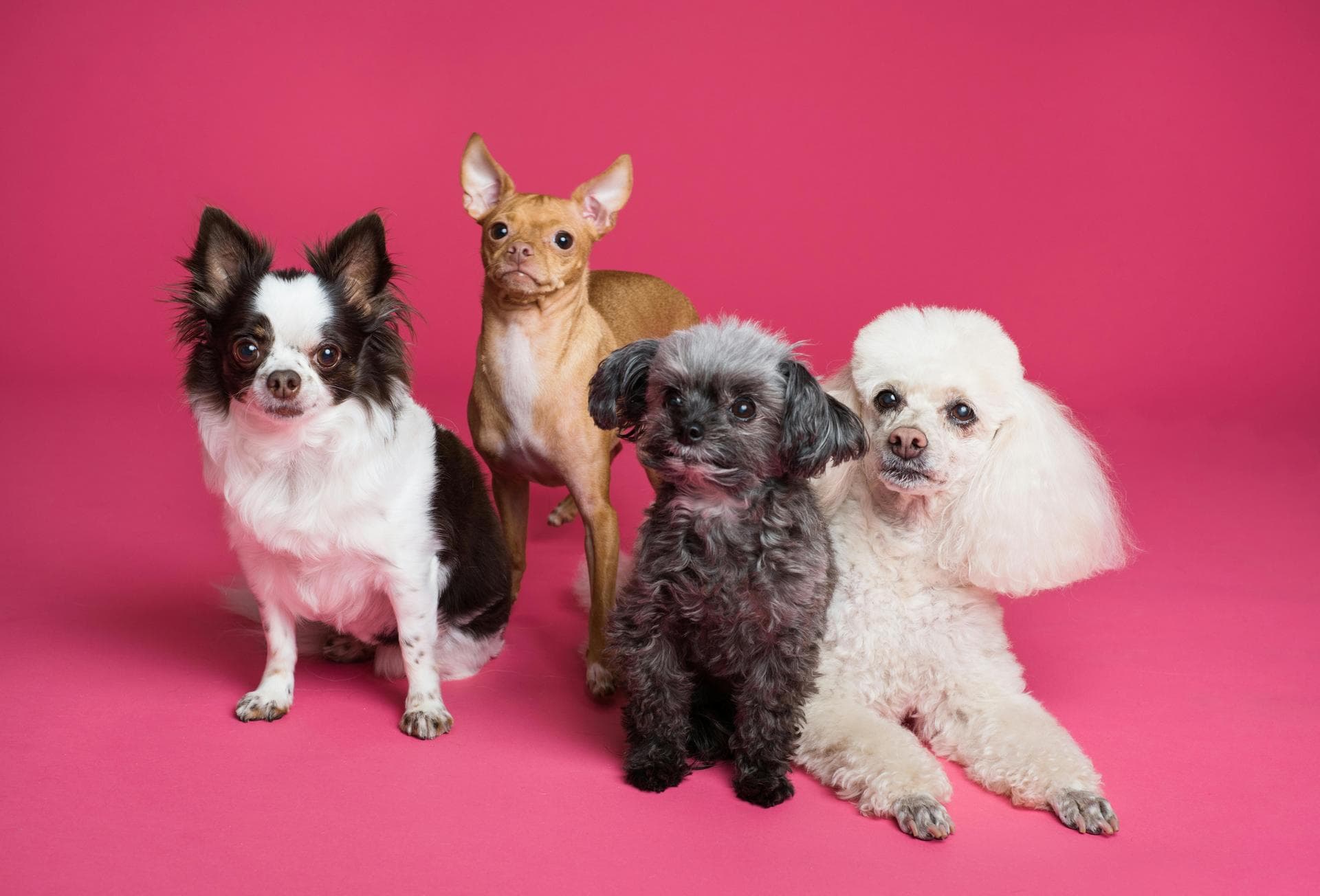 Emergency vets in Hemel Hempstead