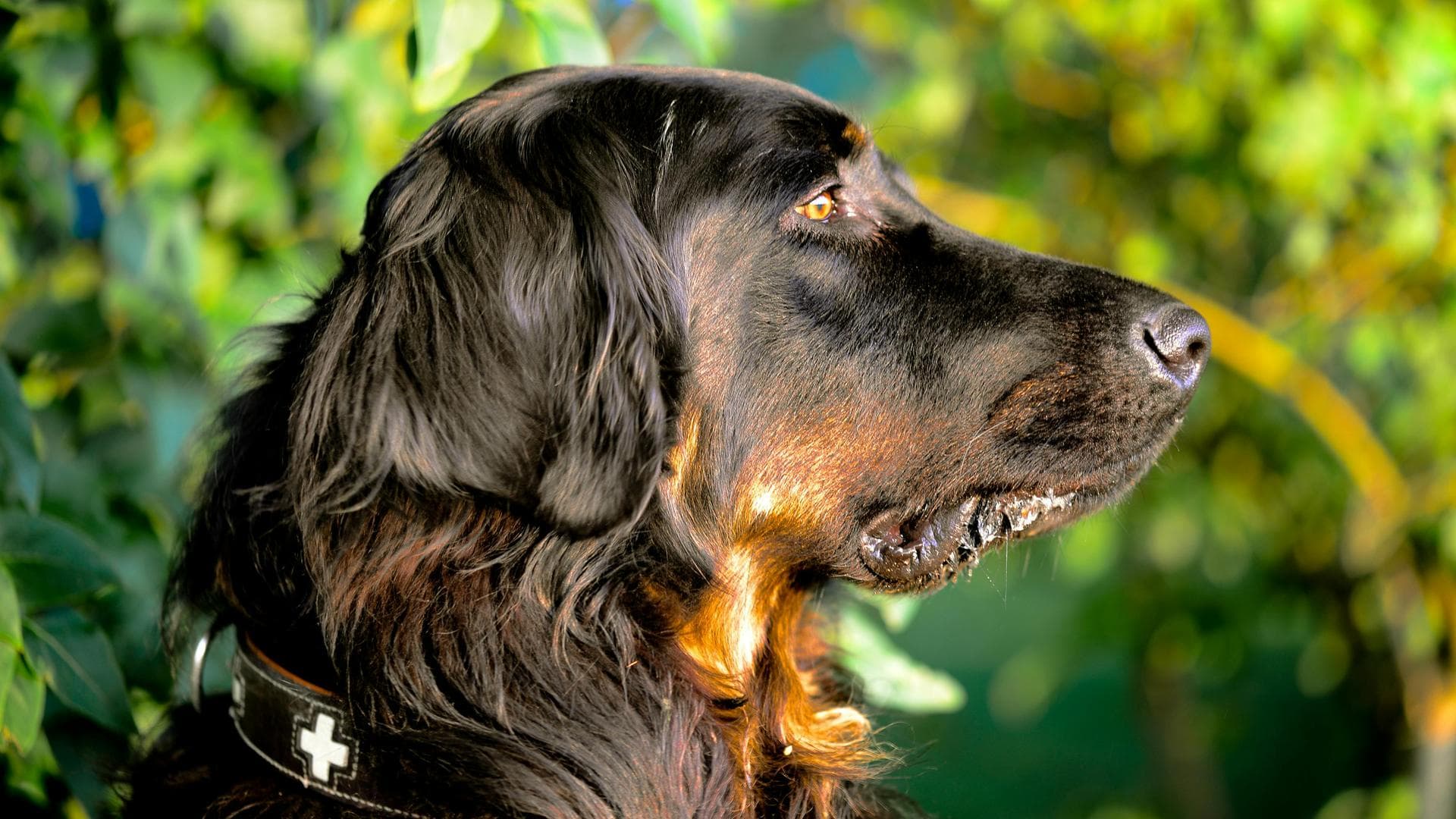 Emergency vets in Potters Bar
