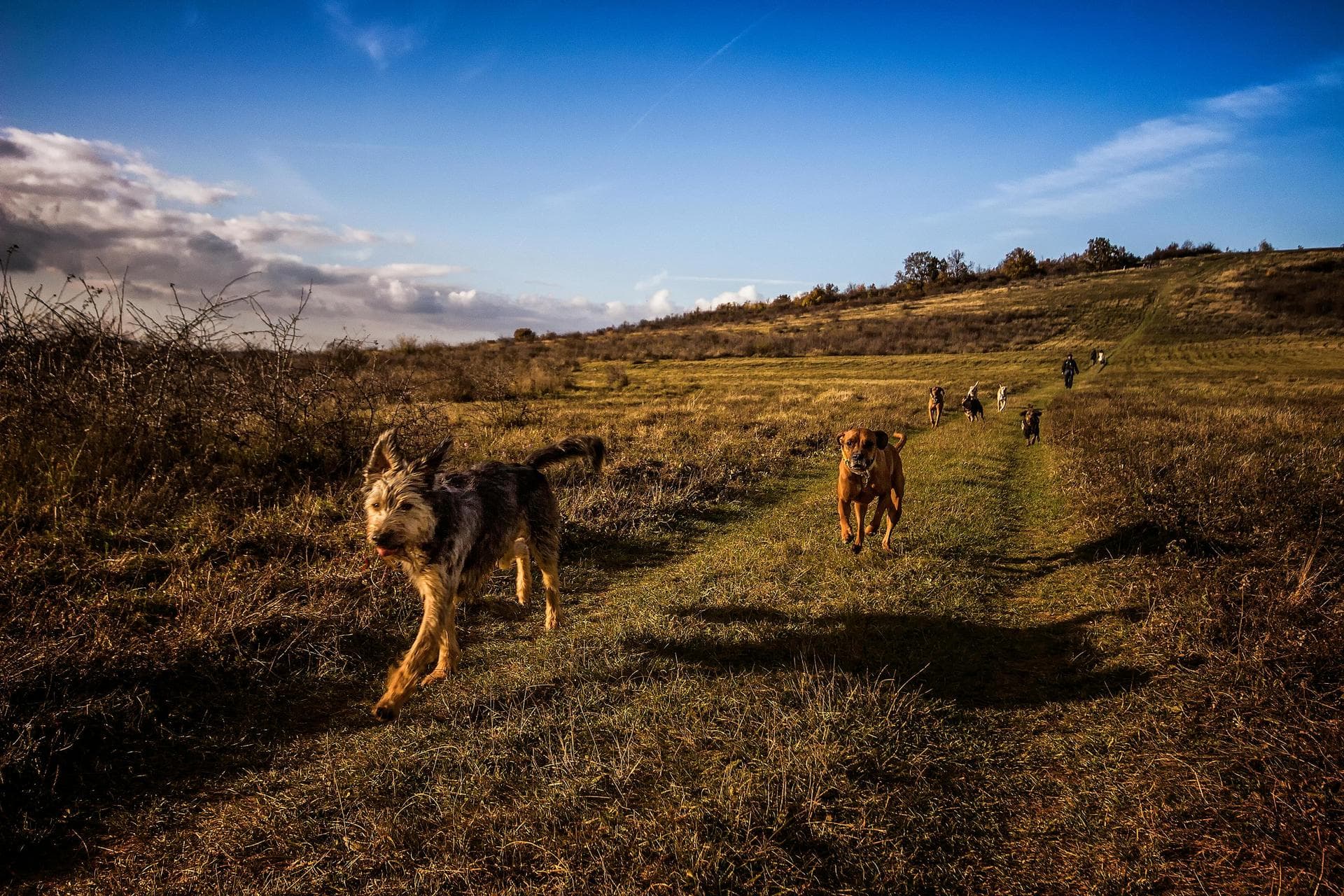 Emergency vets in Borehamwood